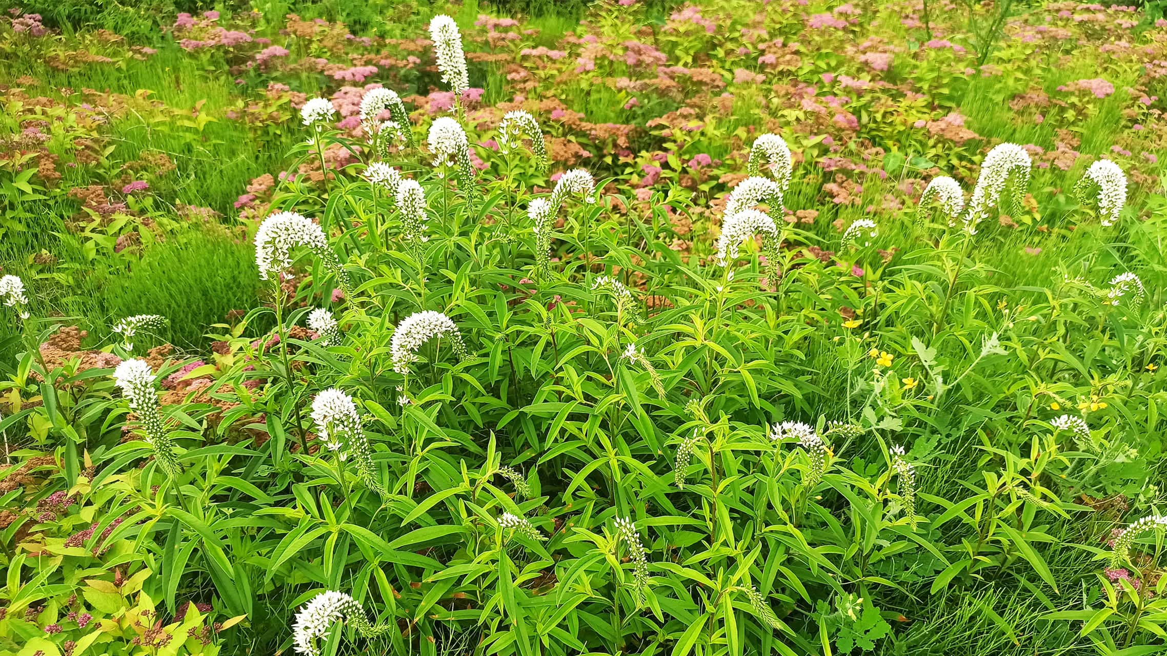 狼尾花图标