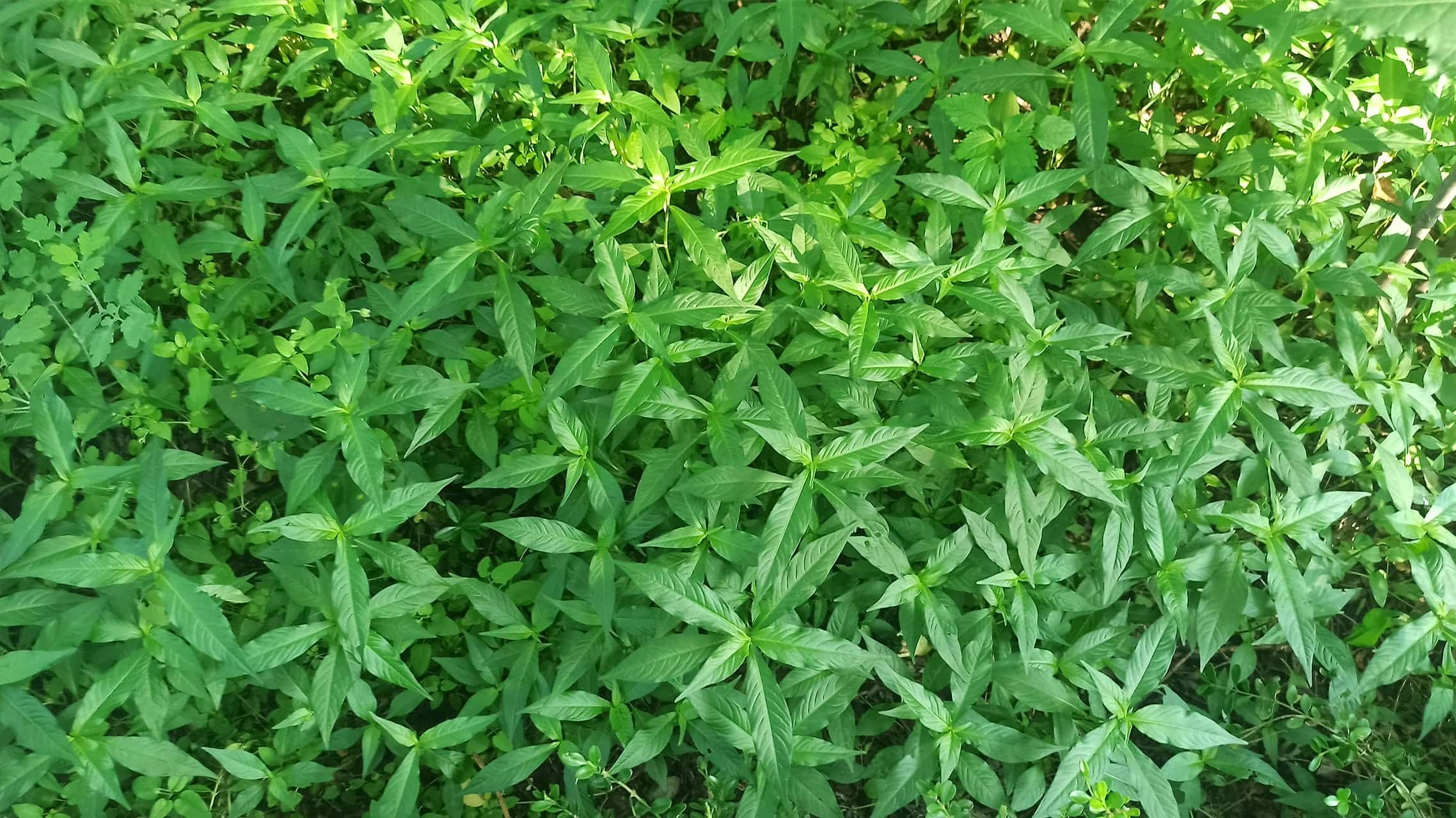 水蓼图标