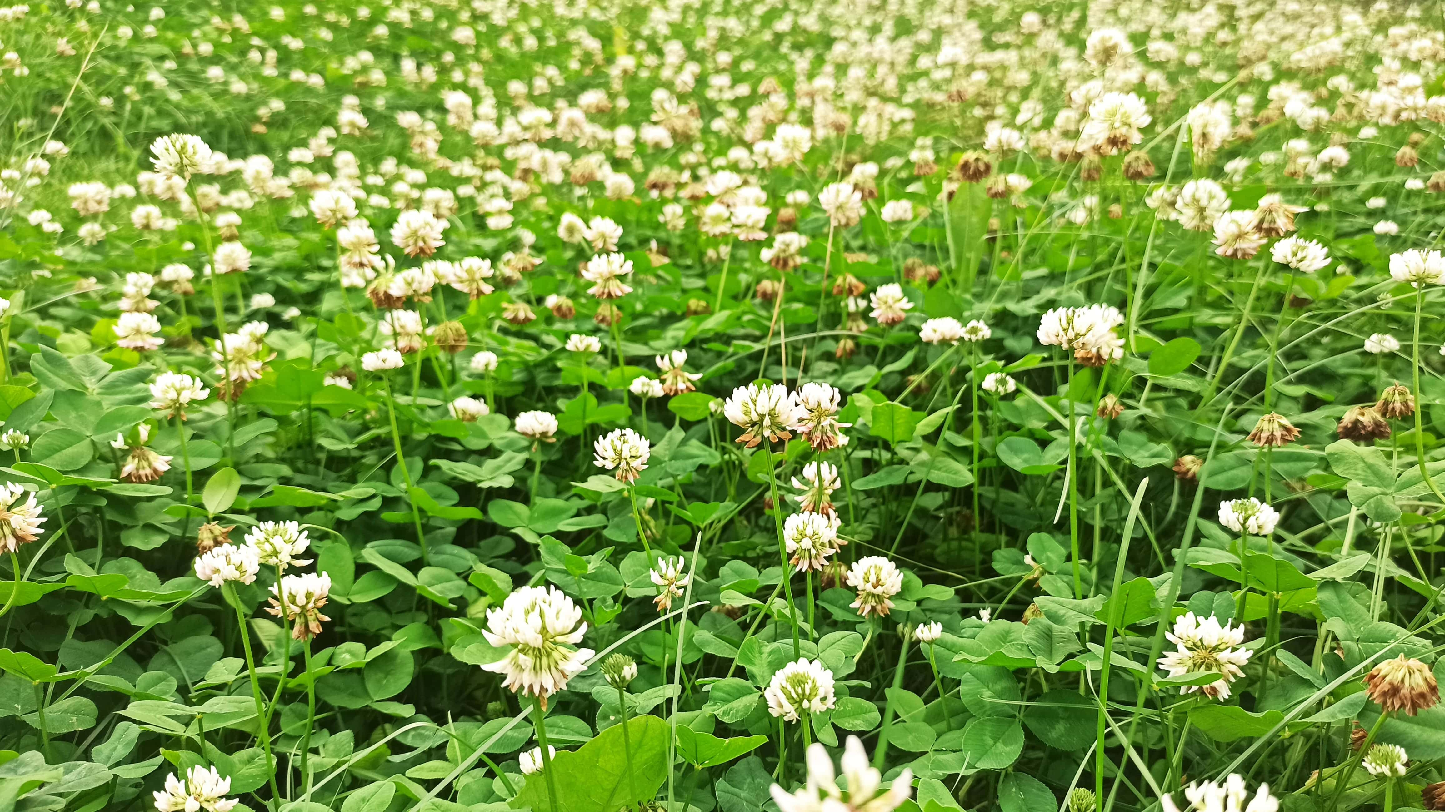 白车轴草图标